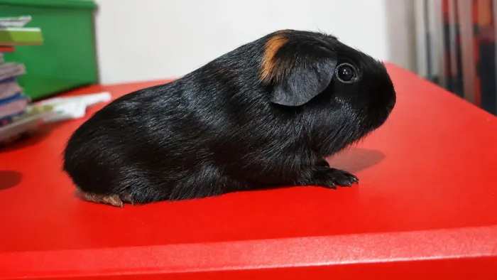 Porquinho da india bicolor preto/dourado Fêmea