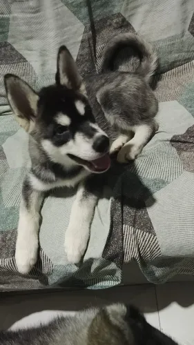 Filhote de husky siberiano