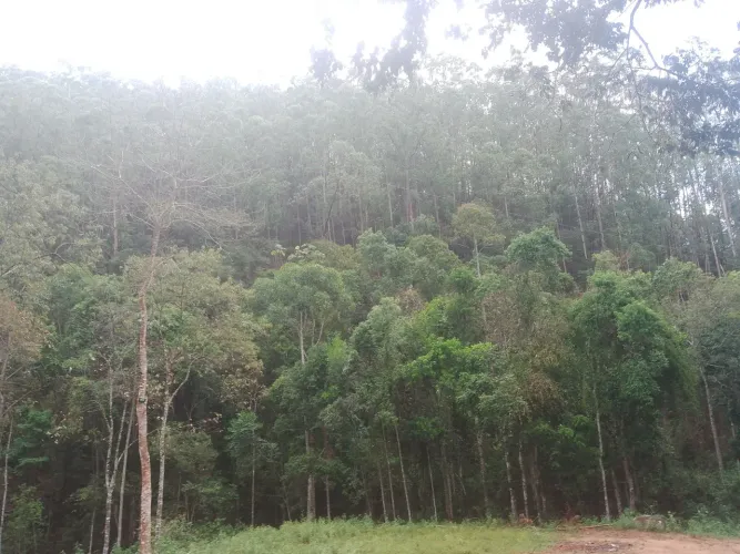 Sítio lajinha Barcelos 7 Alqueires