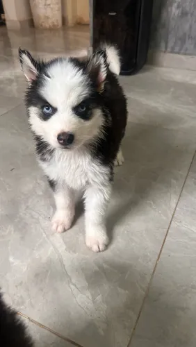 Filhotes de husky