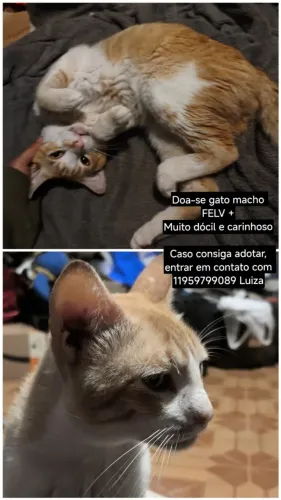 Gatinho dócil e carinhoso