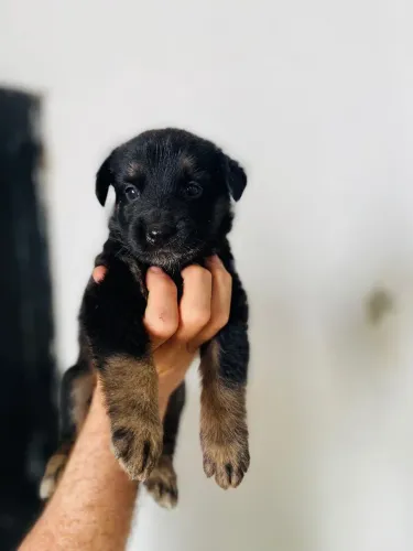 Cachorras pastor alemão 