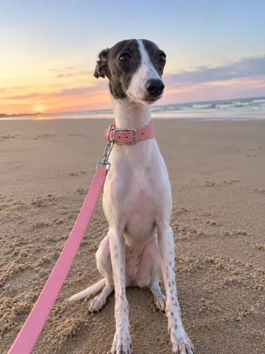 Galgo