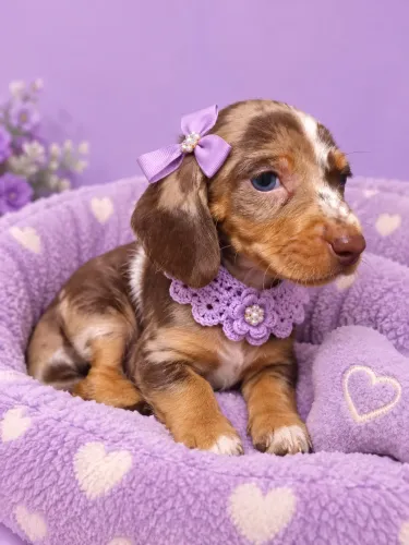 Dachshund salsicha Teckel fêmea arlequim chocolate pedigree