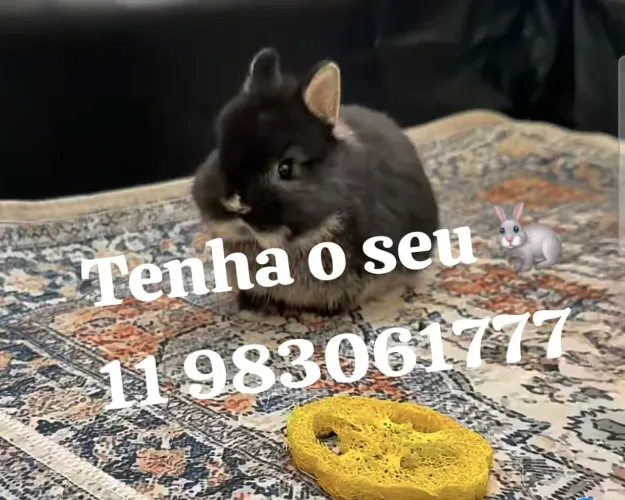 Mini coelho anão, mini lop ,lion