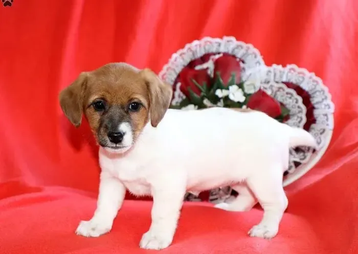Jack Russell Terrier,Jack Russell Terrier Filhote Disponível Alta Qualidade