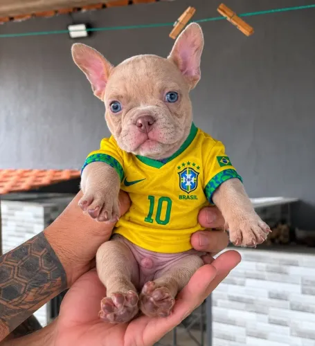 Lindos filhotes american bully micro 