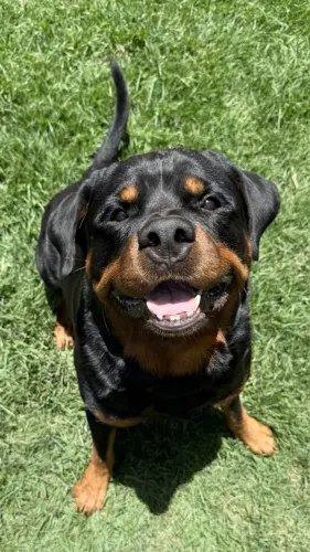 Cruzar Rottweiler macho