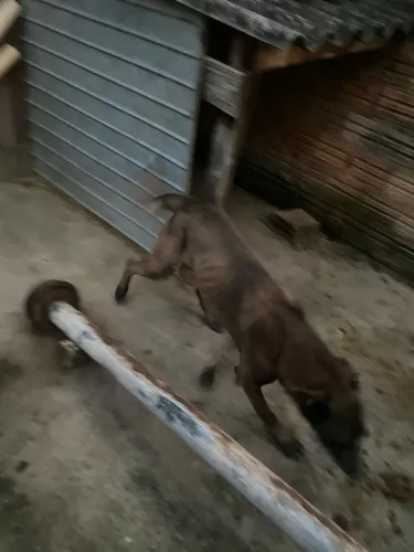 Doação pastor belga