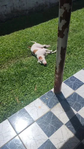 Doação de Pitbull