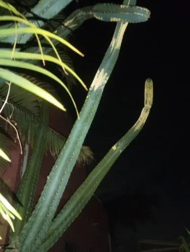 Cactos Brasileirinho