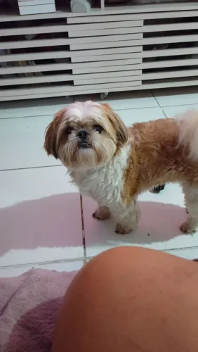 Shitzu