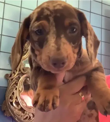 Basset teckel mais docil da familia