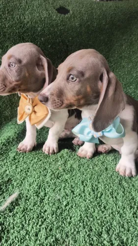 Filhote Basset