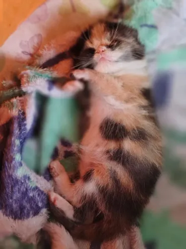 Filhote fêmea persa tricolor