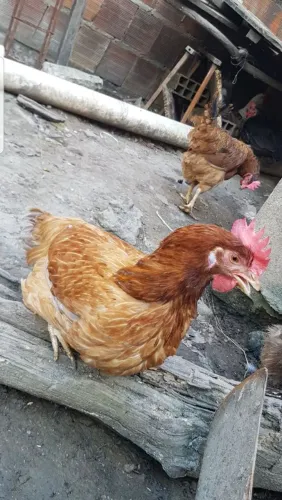 Galinhas caipira a venda a 35$ reais, são gordas e bonitas