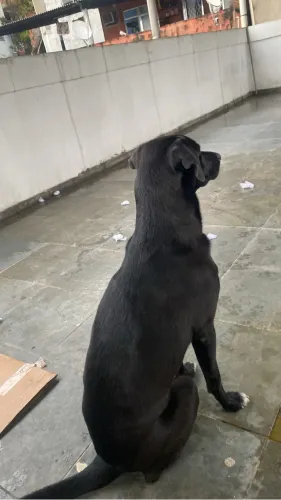 Pet