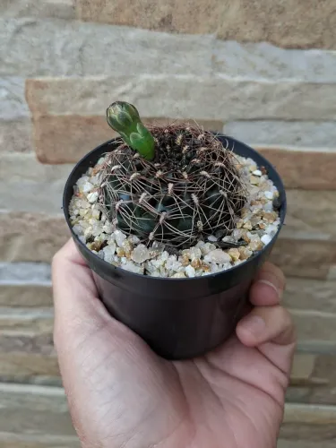 Gymnocalycium mesopotamicum pt9