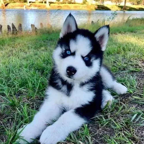 Husky siberiano parcelo até 12x peça já o seu bebê