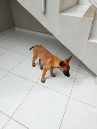 Filhote de Pastor Belga Malinois.