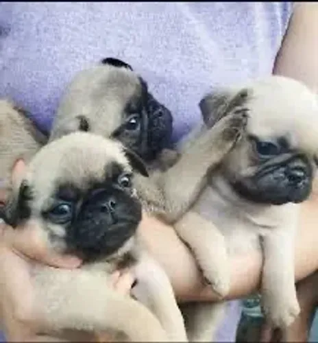 Pug vacinado e vermifugado