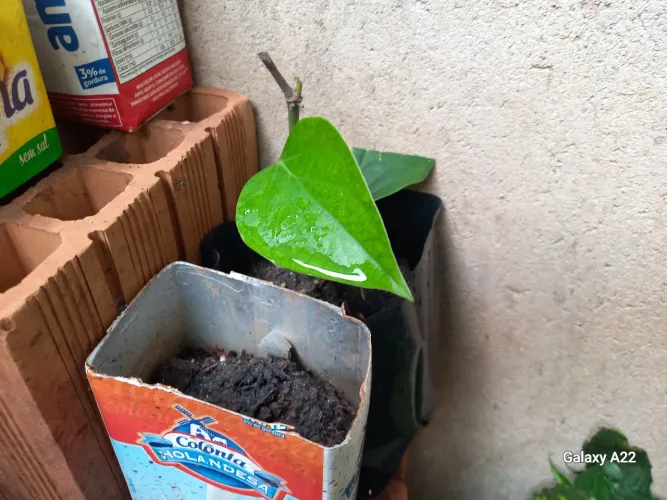 mudas de pimenta do reino, 