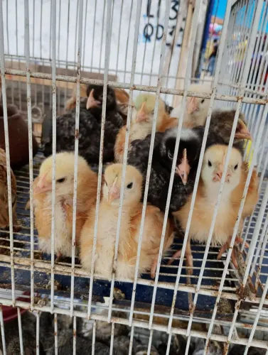 Pintinhos
