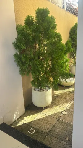Plantas/jardinagem e paisagismo