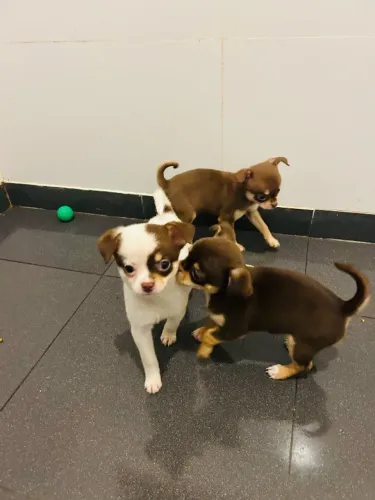 Chihuahuas