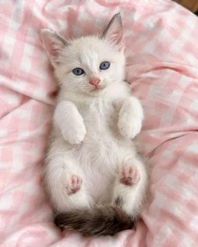 Gatos filhotes para adoção responsável