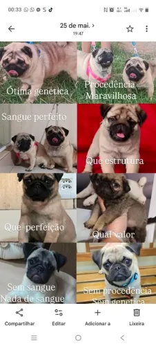 Pug filhotes fêmea e macho valor deles só no zap