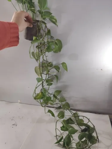 Jiboia / Pothos Gigante Pendente - Ramos com Mais de 1,5 m