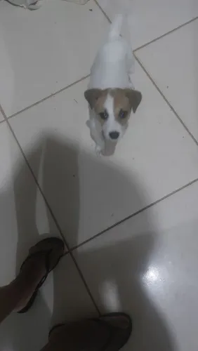 Animais de estimação