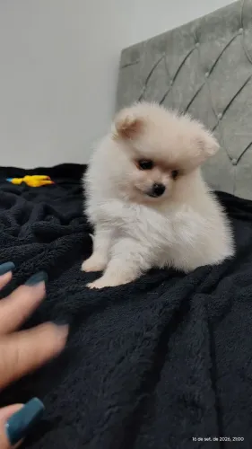 Lulu da Pomerânia