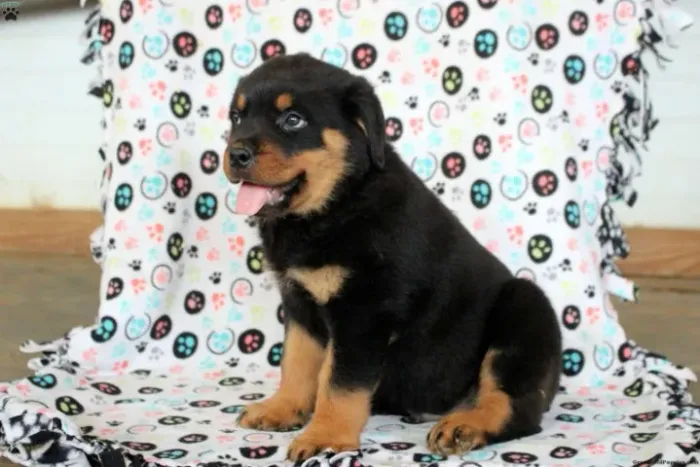 Rottweiler disponível hoje - adquira hoje