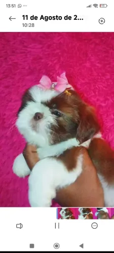 Filhote de Shih tzu fêmea