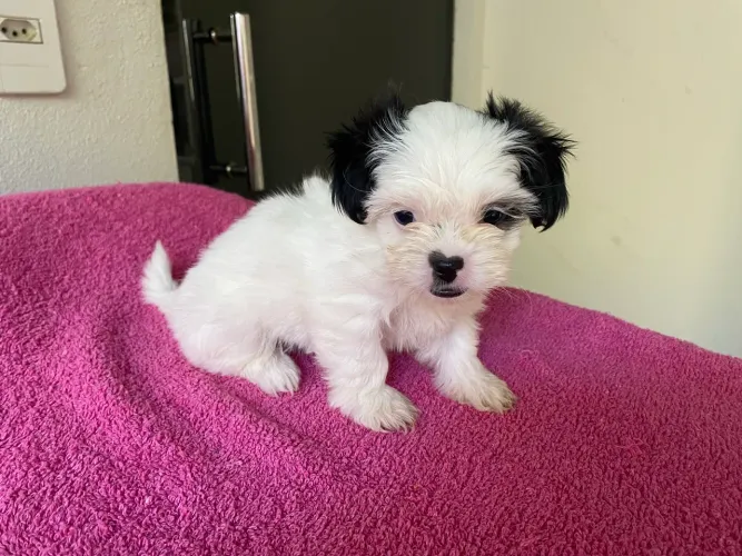 Cachorro raça shitszu 
