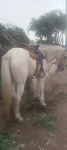 Égua QM baio marilio
