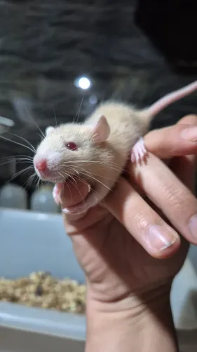 Ratos, camundongos