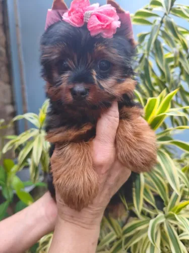 Yorkshires fofinhos disponíveis