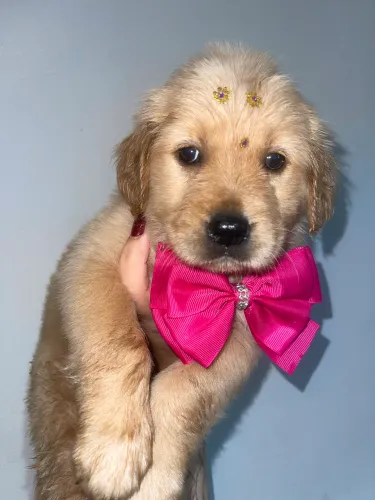 Golden retriever 
