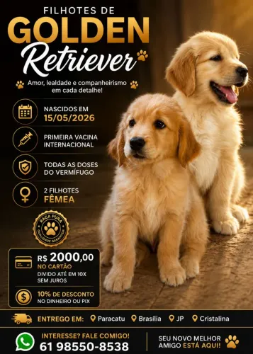 Filhotes  fêmea de Golden Retriever