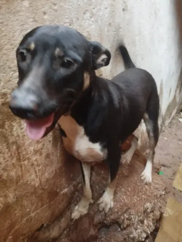 Doa-se fêmea cadela
