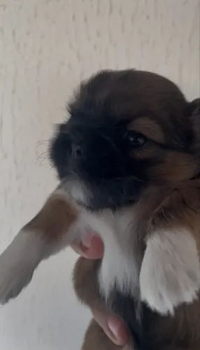 Filhote de Shih tzu