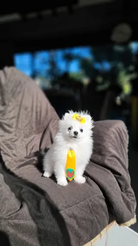 Spitz anão macho branco olho azul. Todas vacinas.