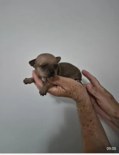 Chihuahua
