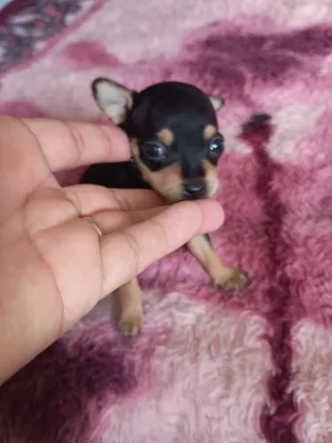 Pinscher Zero disponível para novo lar