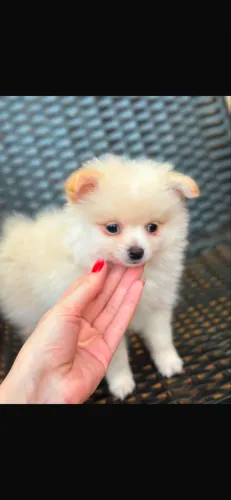 Cachorro