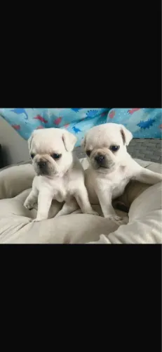 Cachorro 