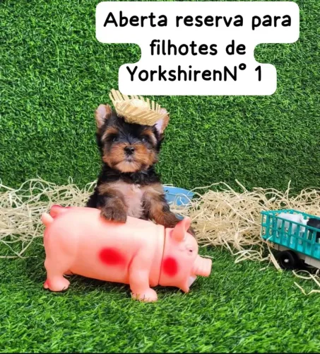 Filhotes de Yorkshire para reserva